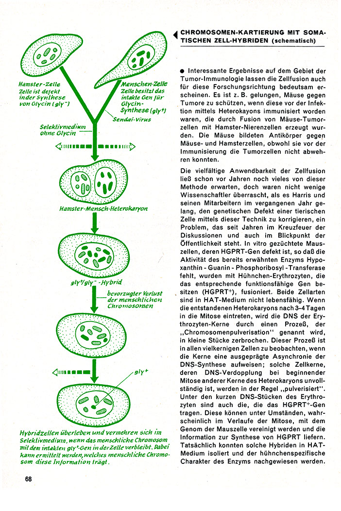 %_tempFileName72_10_Chromosomen_Kartierung_S68%