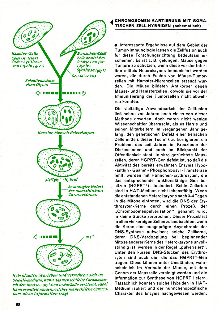 %_tempFileName72_10_Chromosomen_Kartierung_S68%