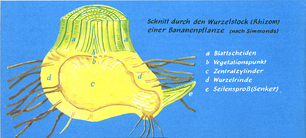%_tempFileName74_02_Bananenwurzel%