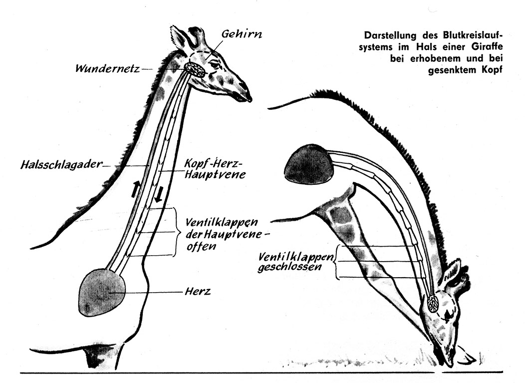 %_tempFileName74_02_Giraffe_Blutkreislauf%