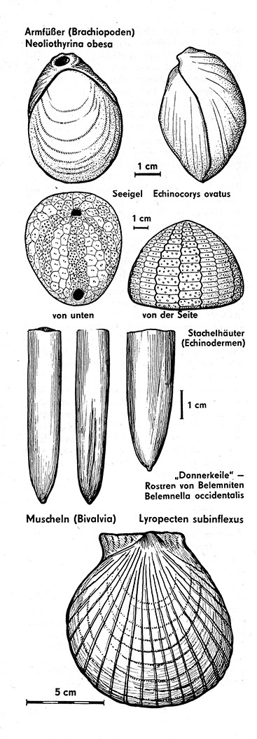 %_tempFileName79_07_Fossilien_Ruegen%